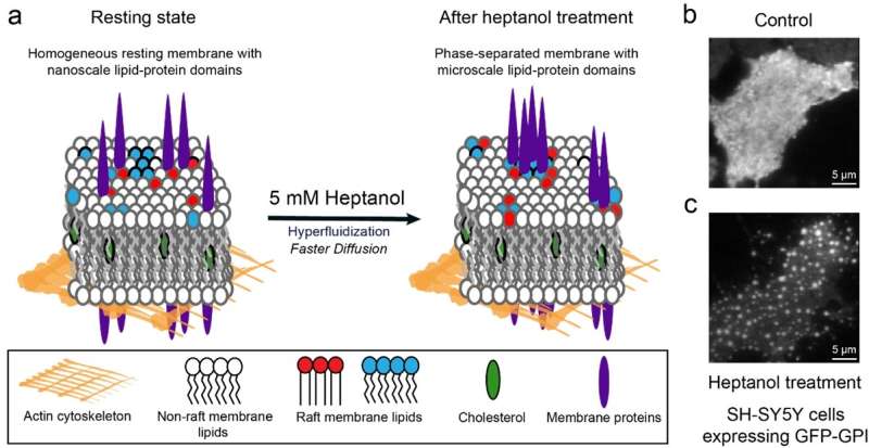 A simple method to determine phase preference of proteins on live cell membranes