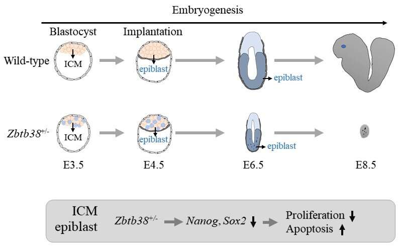A single allele deletion in gene encoding Zbtb38 leads to early embryonic death