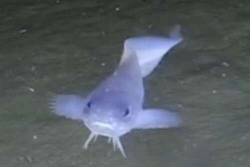 A small trench-dwelling fish makes a splash in deep-sea evolution