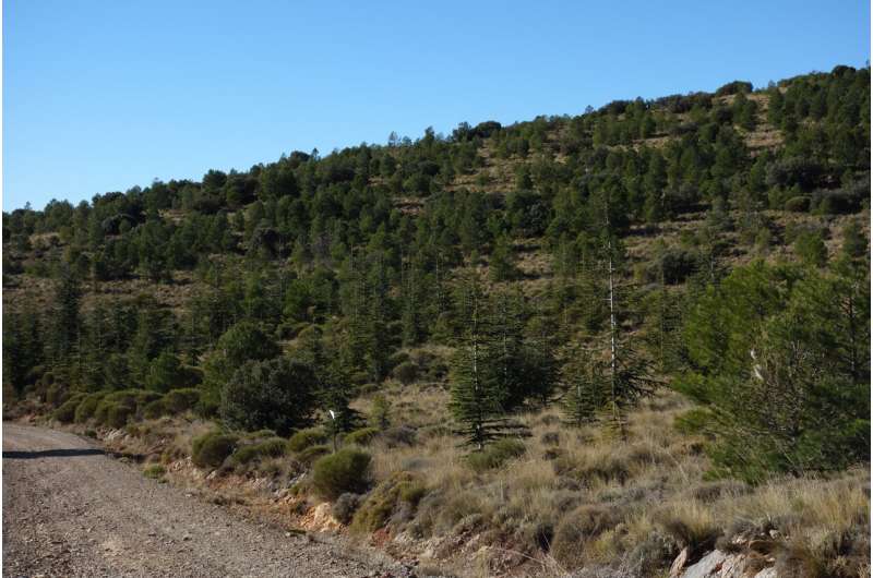 A study proposes the Atlas cedar as an alternative to mitigate the effects of climate change in forests on the Iberian Peninsula