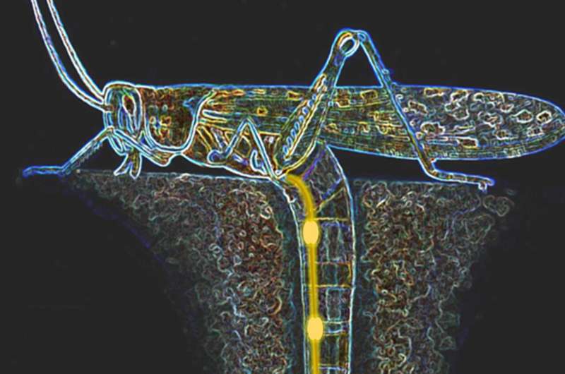 A surprising discovery: The female locust has superhero-like abilities