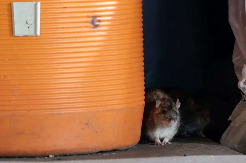 A team of researchers used the brown rat, commonly used in lab experiments and seen in this photo, as a modern reference species