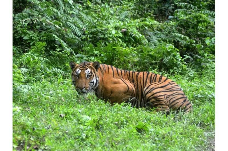 A tiger's stripes are unique, like human fingerprints. An estimated 4,500 of the big cats remain in the wild across Asia