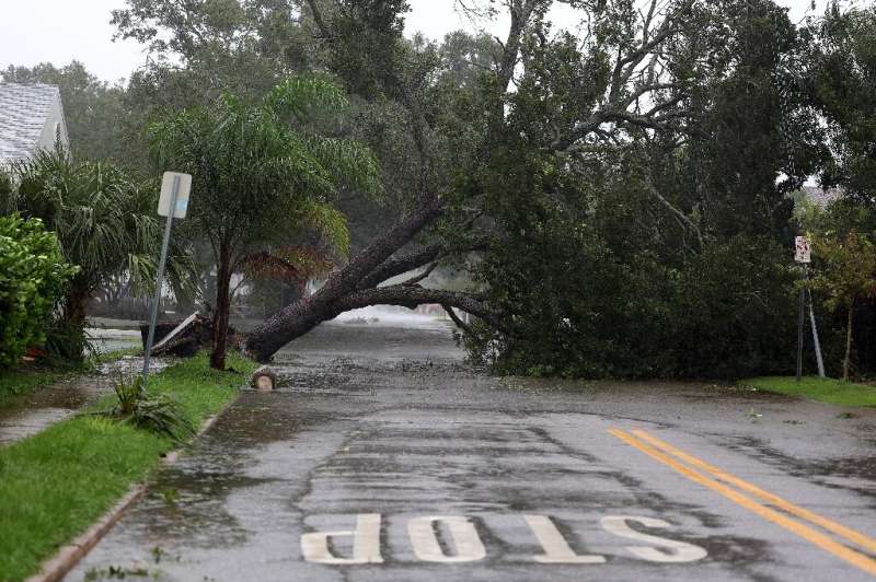 A tree downed by Hurricane Ian in Sarasota, Florida