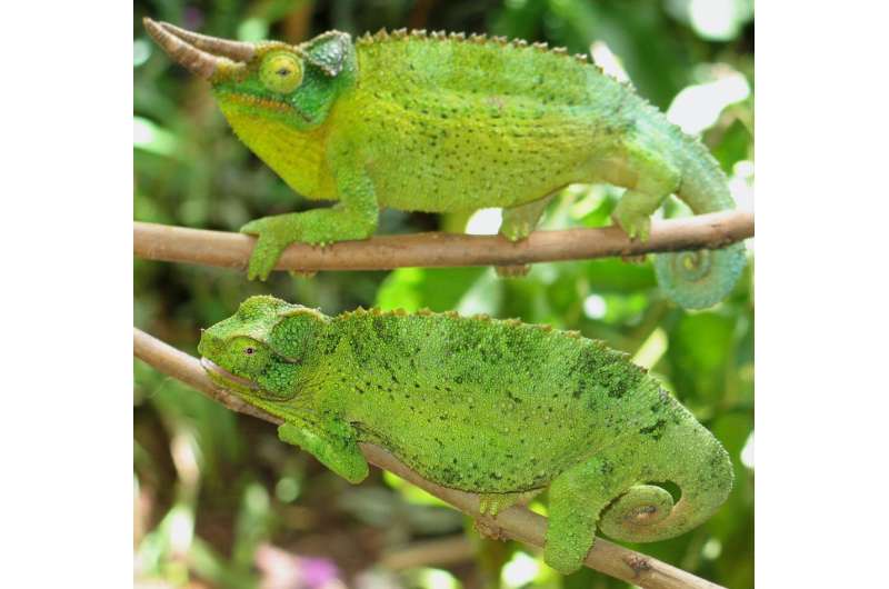 A tug of war between survival and fitness: how chameleons become even brighter without predators around