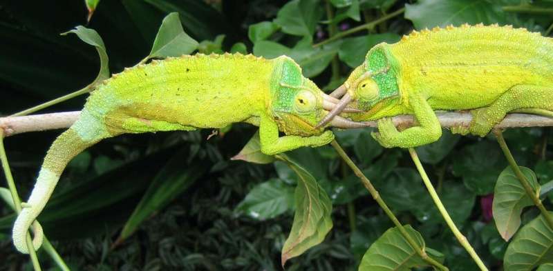 A tug of war between survival and fitness: how chameleons become even brighter without predators around