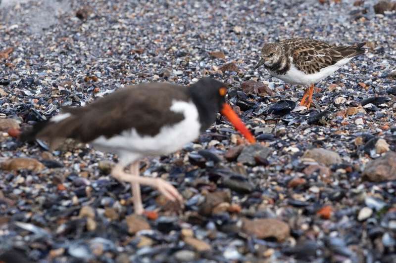 A turnstone and an oystercatcher looking for food on the rocks of Punta del Este, Uruguay