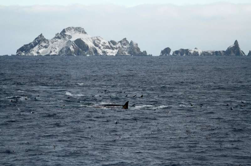 A University of Hamburg photo shows fin whales feeding at the northern coast of Elephant Island, in what scientists hailed as a 