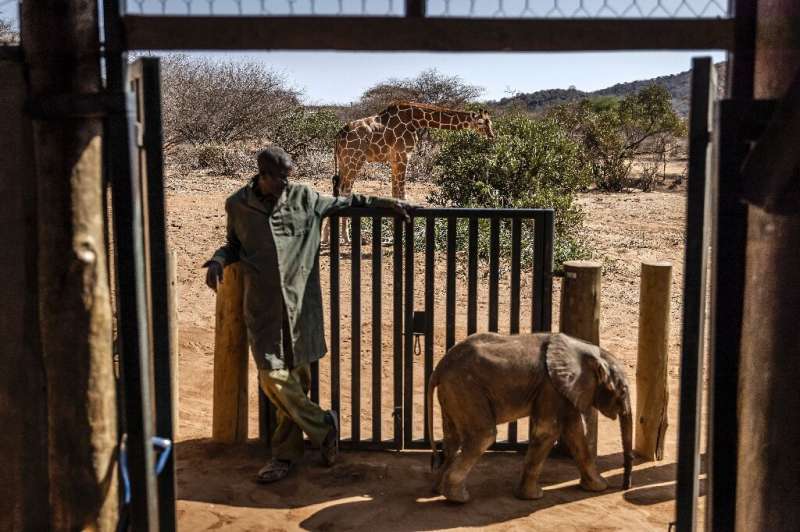 A wild giraffe grazes next to a quarantine area for elephant calves at Reteti Elephant Sanctuary in drought-hit Samburu, Kenya i