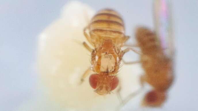 A window into the fruit fly's nervous system