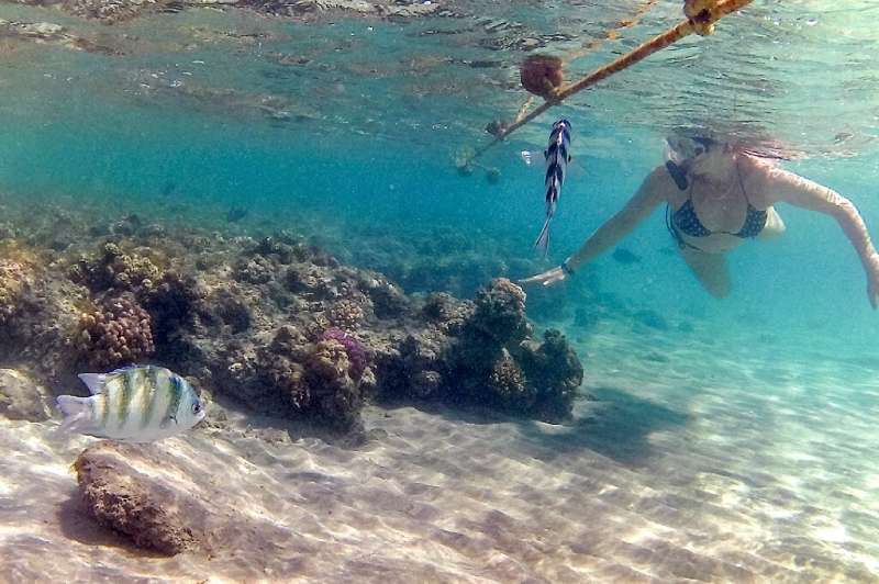 A woman snorkels alongside sergeant major fish by a coral reef