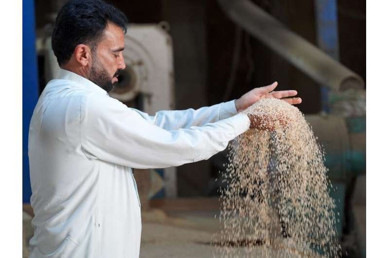 A worker at a rice mill in Iraq's central province of Najaf, where water shortages mean a drastic reduction in the amount that c