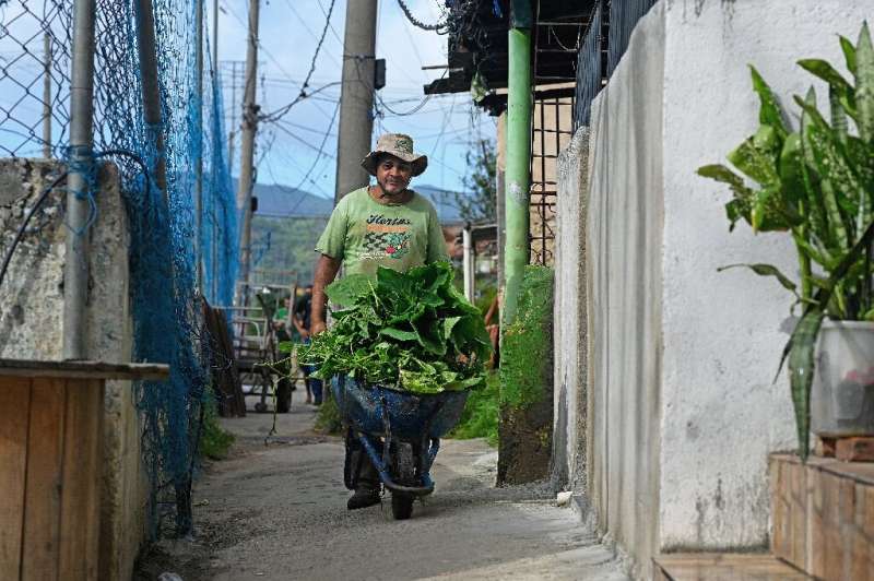 A worker carries vegetables harvested from an urban garden to a stall to sell them in the Manguinhos favela, in Rio de Janeiro, 