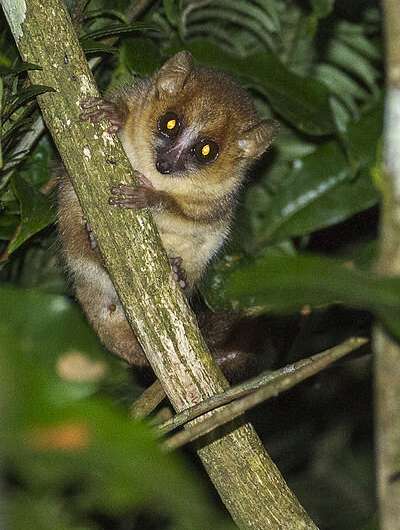 A year in the life of the mouse lemur
