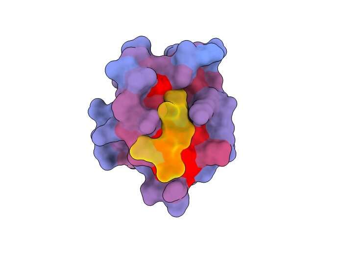Abundant 'secret doors' on human proteins could reshape drug discovery