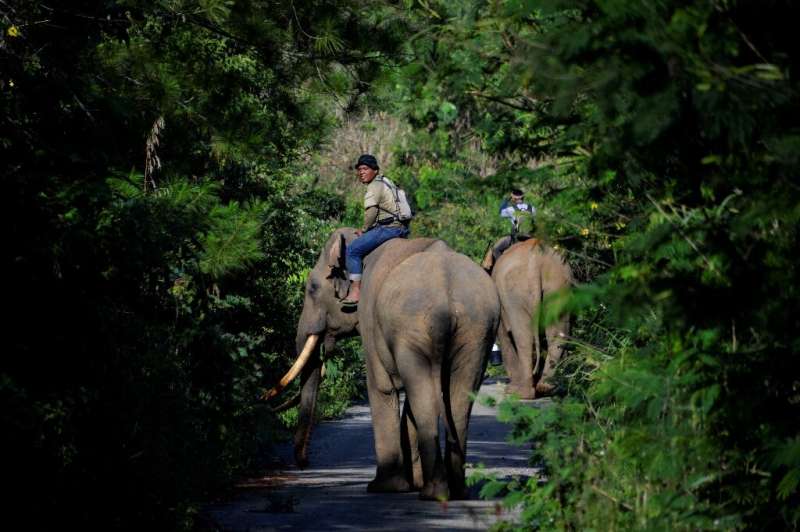 According to the World Wildlife Fund, Sumatran elephants are on the brink of extinction with only about 2,400-2,800 left in the 