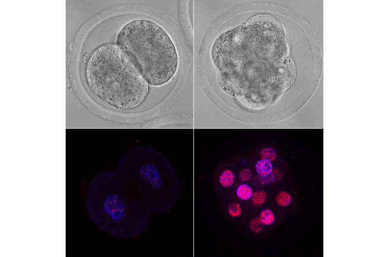 The law of sabotage determines the development of the mammalian embryo