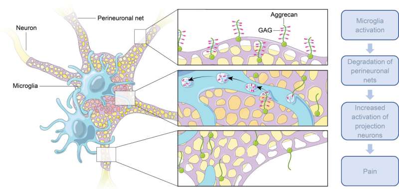 Activation of microglia in the spinal cord after nerve injury found to contribute to pain hypersensitivity