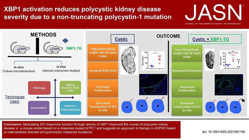 Activation of the transcription factor XBP1 reduces severity of polycystic kidney disease