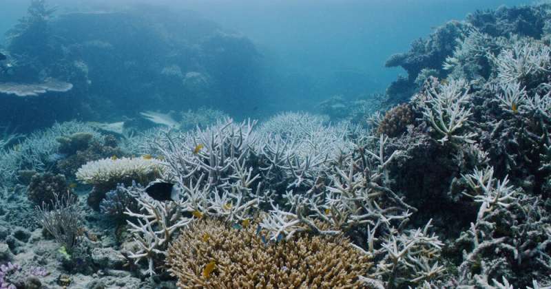 Adapt, move, or die: repeated coral bleaching leaves wildlife on the Great Barrier Reef with few options