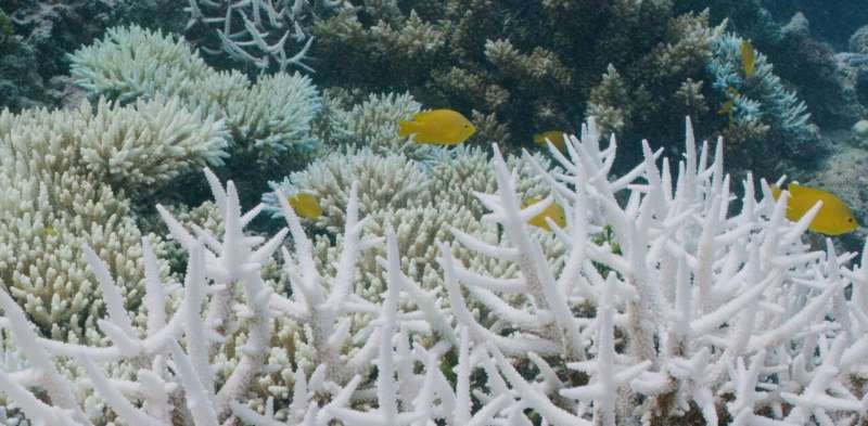 Adapt, move, or die: repeated coral bleaching leaves wildlife on the Great Barrier Reef with few options