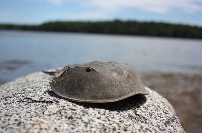 Adaptations across scales: scientists learn how horseshoe crab sees through its cuticle lenses