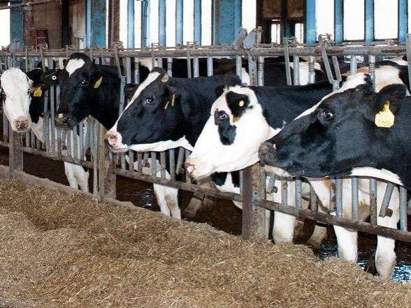 La adición de enzimas fúngicas a las raciones de las vacas lecheras aumenta la producción y la calidad de la leche
