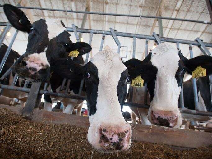 Adding fungal enzymes to dairy cow rations boosts milk output and quality