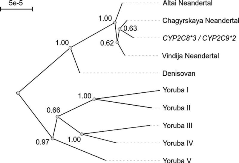 Adjustment in dosage of common drugs may be needed if you carry a Neandertal gene variant