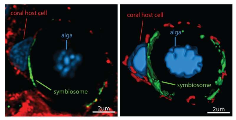 Advanced imaging reveals new cellular and molecular details of coral-algae relationship