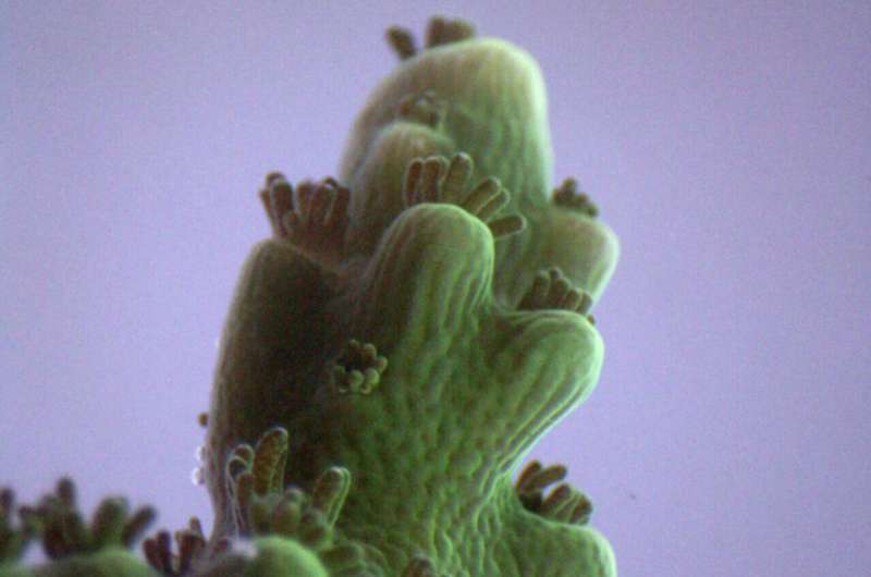 يكشف التصوير المتقدم عن تفاصيل خلوية وجزيئية جديدة لعلاقة الطحالب المرجانية