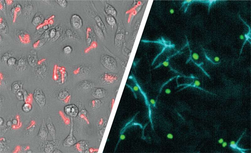 Advanced imaging sheds light on immune escape of shape-shifting fungus