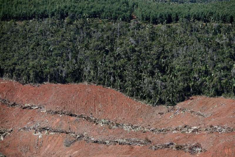 Aerial view of an area of Atlantic Forest clear-cut for eucalyptus farming in Brazil's Minas Gerais state