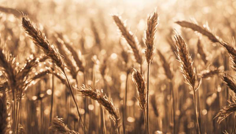 African crops provide a nutrient-dense, gluten-free solution