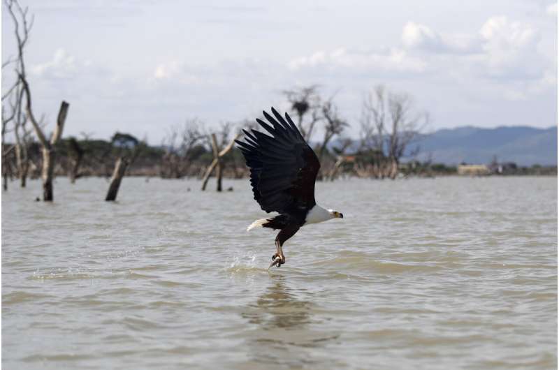 African migratory birds threatened by hot, dry weather