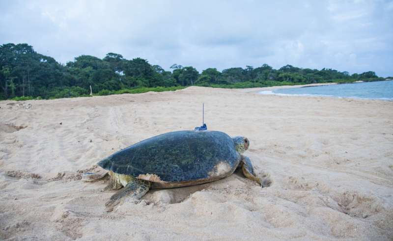 The African site maintains large turtle sites