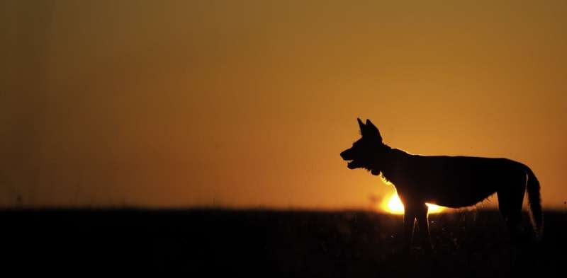 African wild dogs cope with human development using skills they rely on to compete with other carnivores
