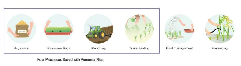 Los genes del arroz salvaje africano ayudan al arroz perenne a reducir a la mitad su costo de producción