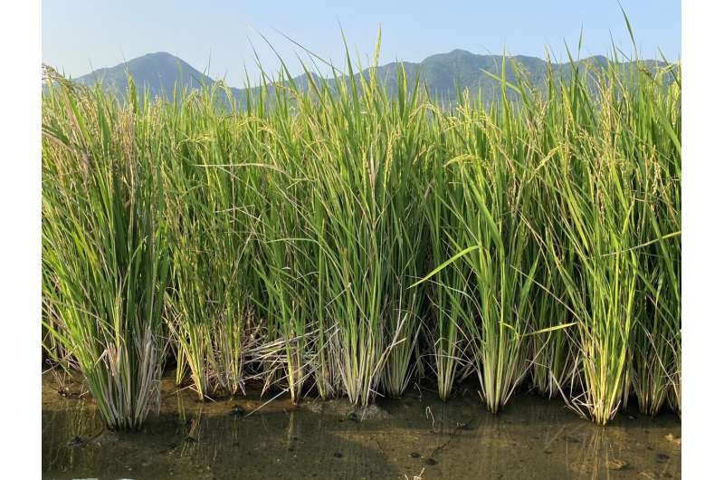 African wild rice genes help perennial rice to halve its production cost