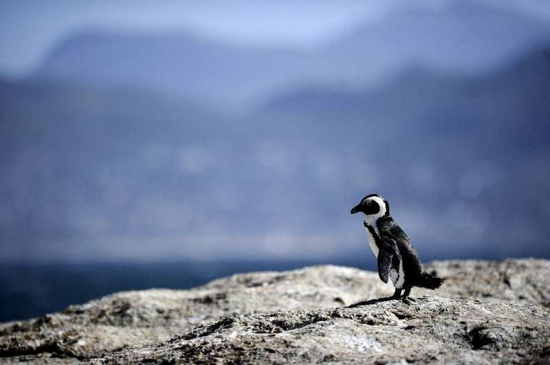 Africa's only nesting penguin was reclassified as endangered last year after being nearly wiped out