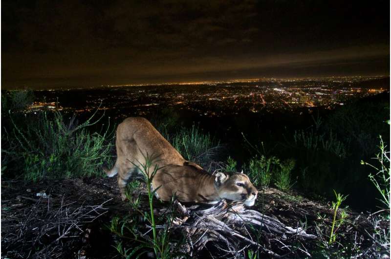 After 2018 'Woolsey wildfire,' Los Angeles' mountain lions are taking more risks