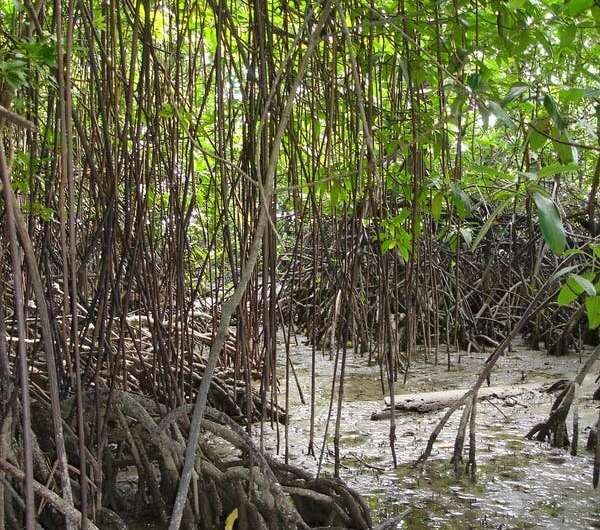 After decades of loss, the world's largest mangrove forests are set for a comeback