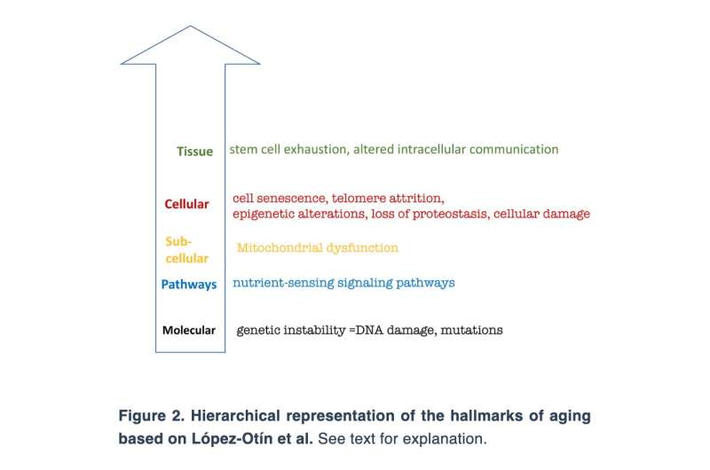 Aging-US: Hallmarks of cancer and hallmarks of aging reviewed
