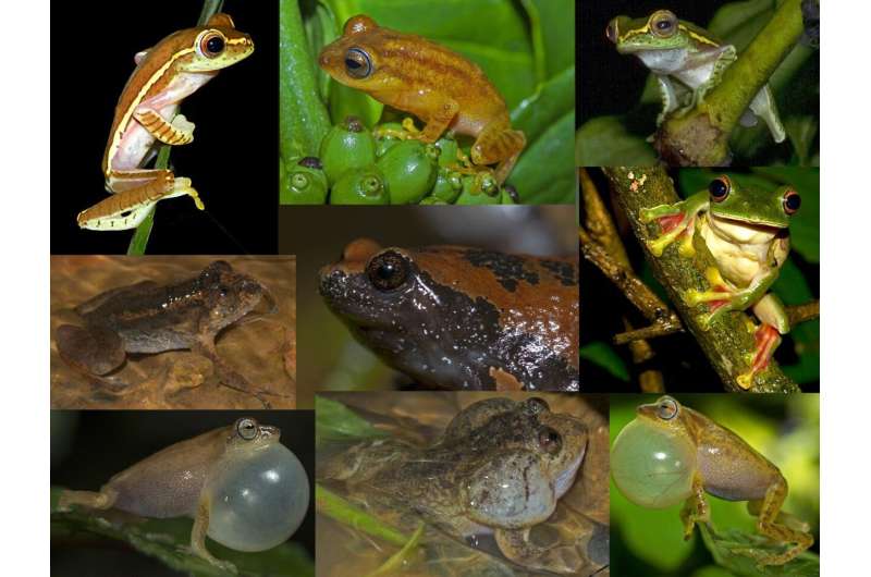 Agroforests in the tropics provide key conservation landscapes for amphibians