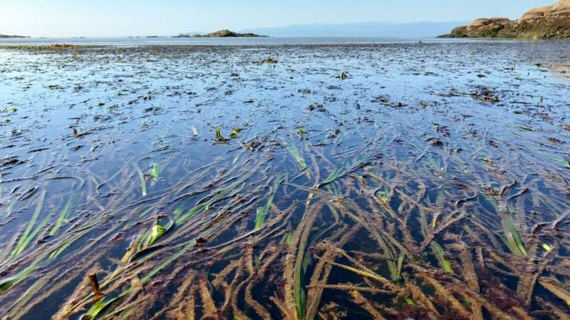 AI reveals scale of eelgrass vulnerability to warming, disease