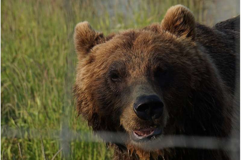 alaska brown bear