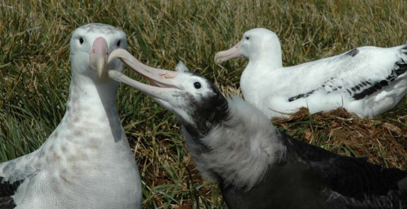 Albatrosses from space: wildlife detectives needed