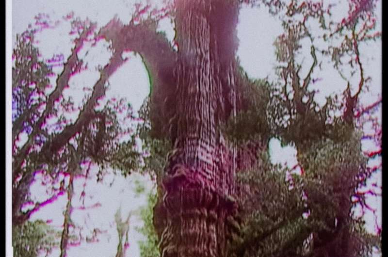 Alerce tree in Chile may be the oldest in the world