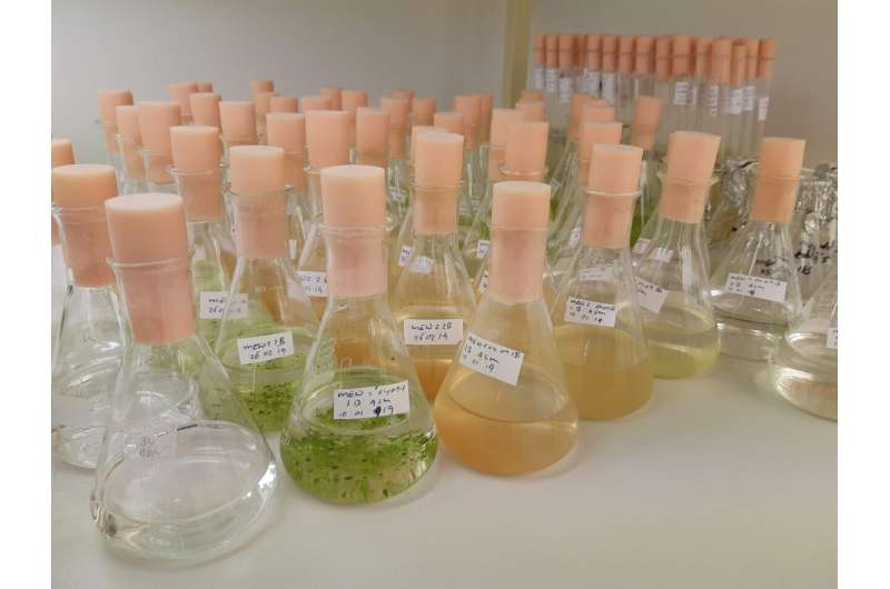 Algae reveal clues about climate changes over millions of years
