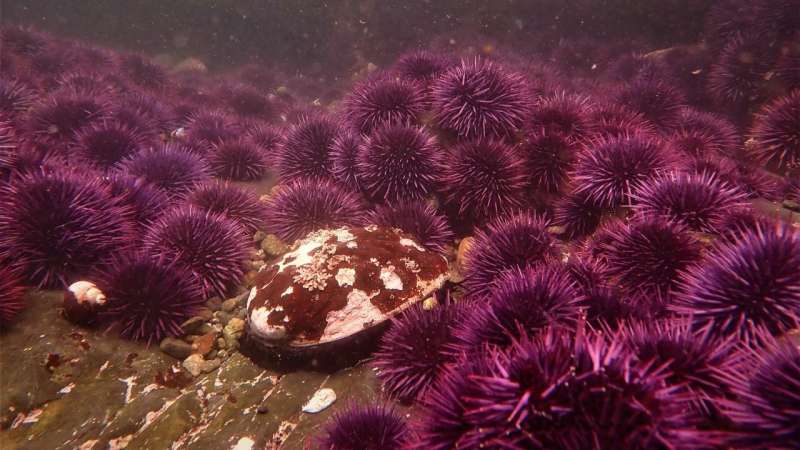 All west coast abalones at risk of extinction on IUCN Red List